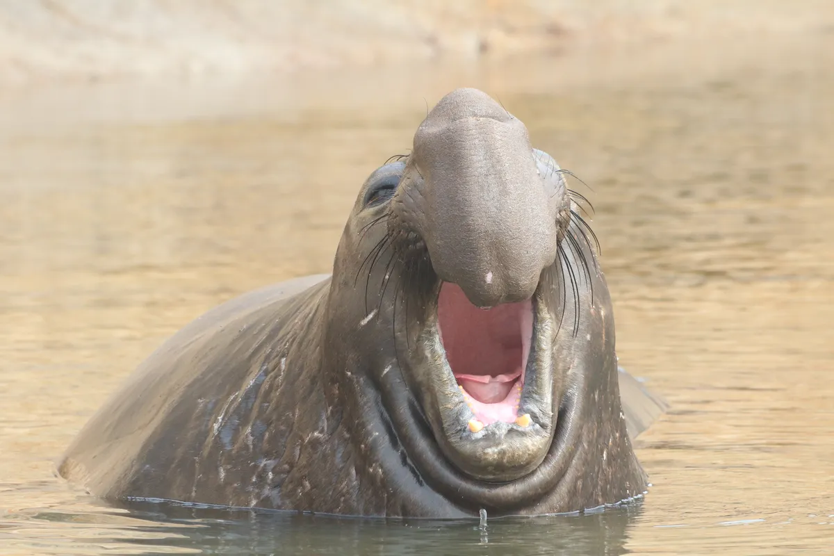 Northern Elephant Seal