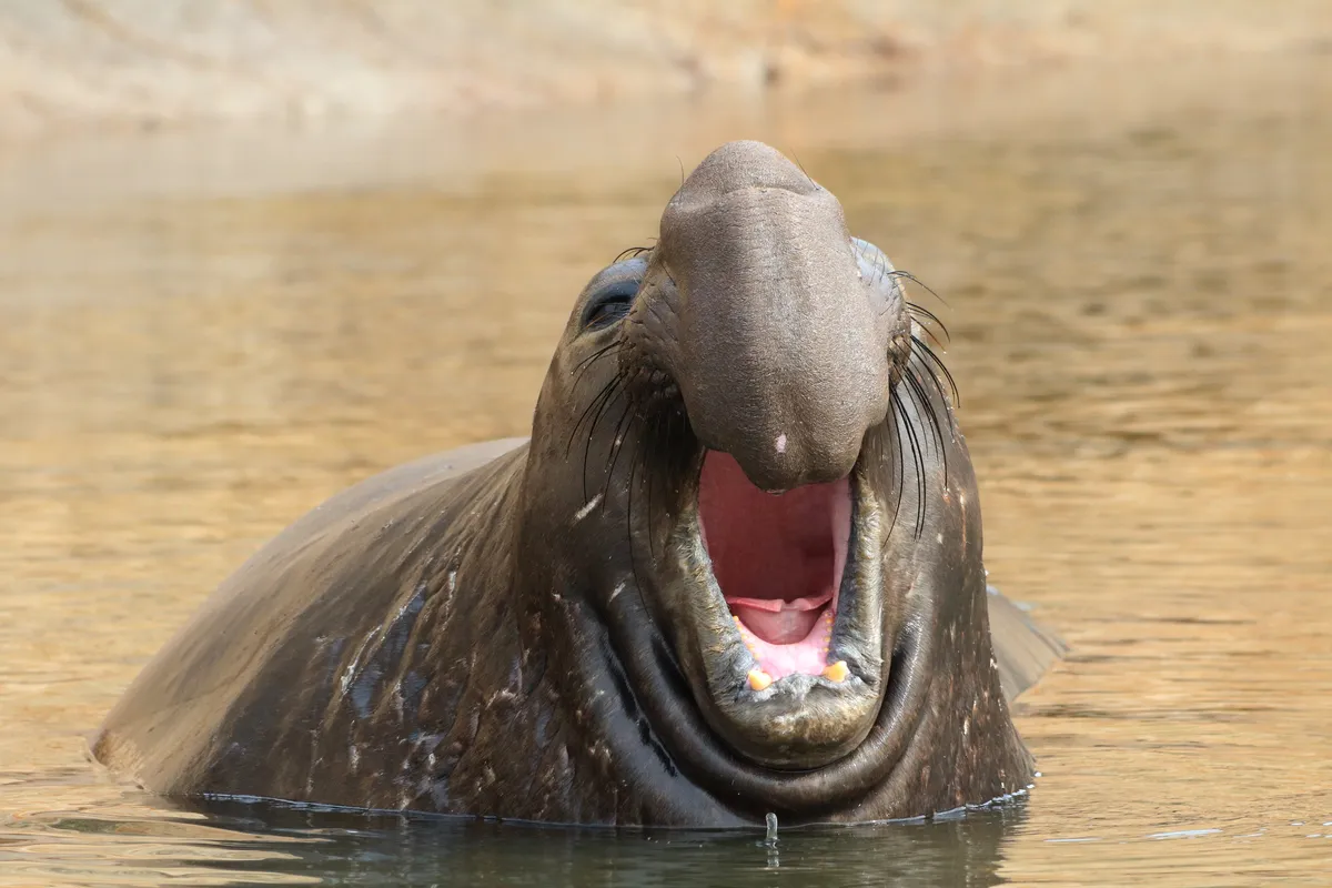 Northern Elephant Seal