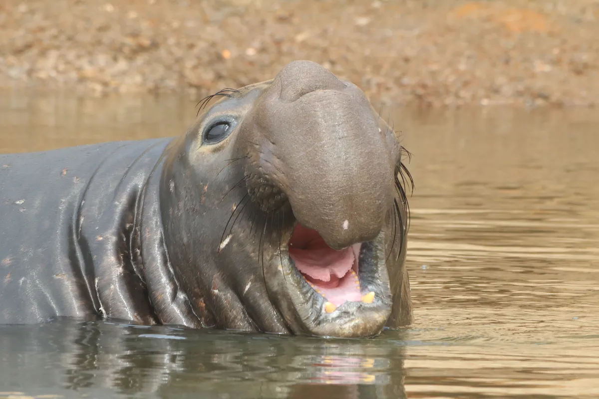 Northern Elephant Seal