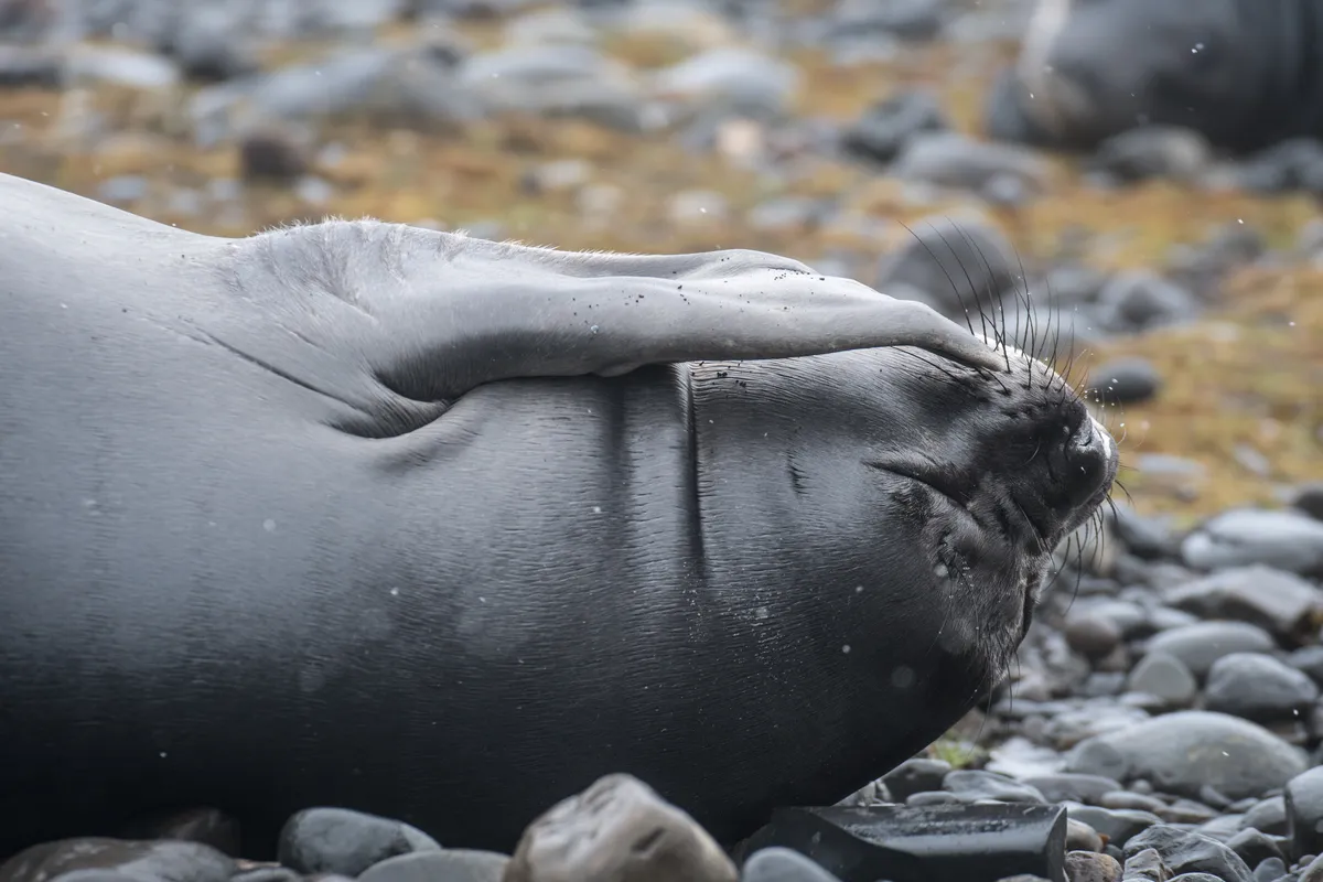 Elefante Marino del Sur