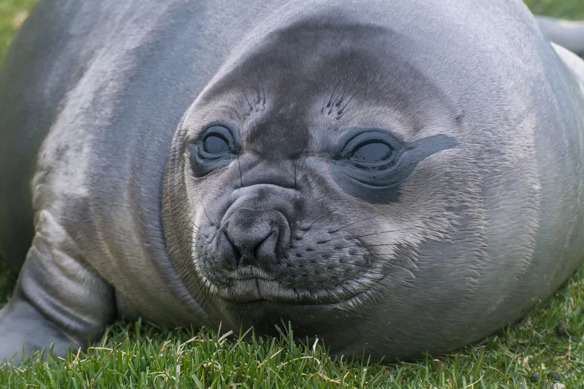 Elefante Marino del Sur