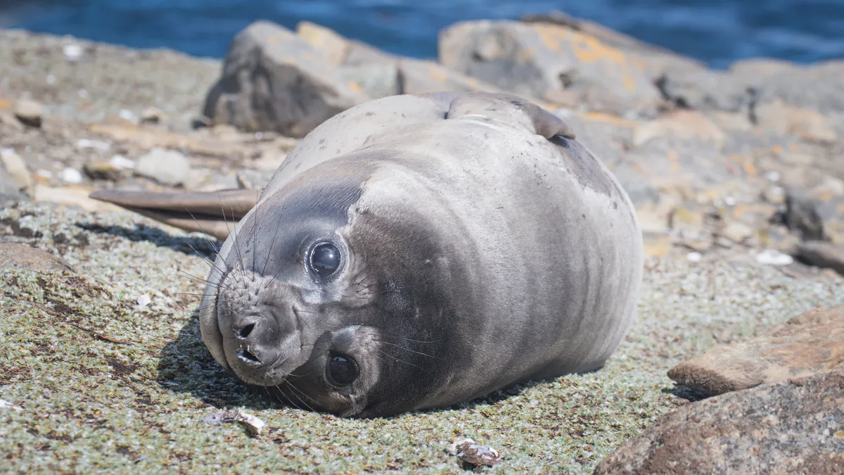 Elefante Marino del Sur