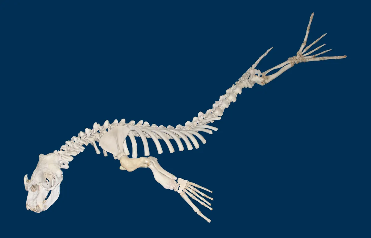 Elefante Marino del Sur