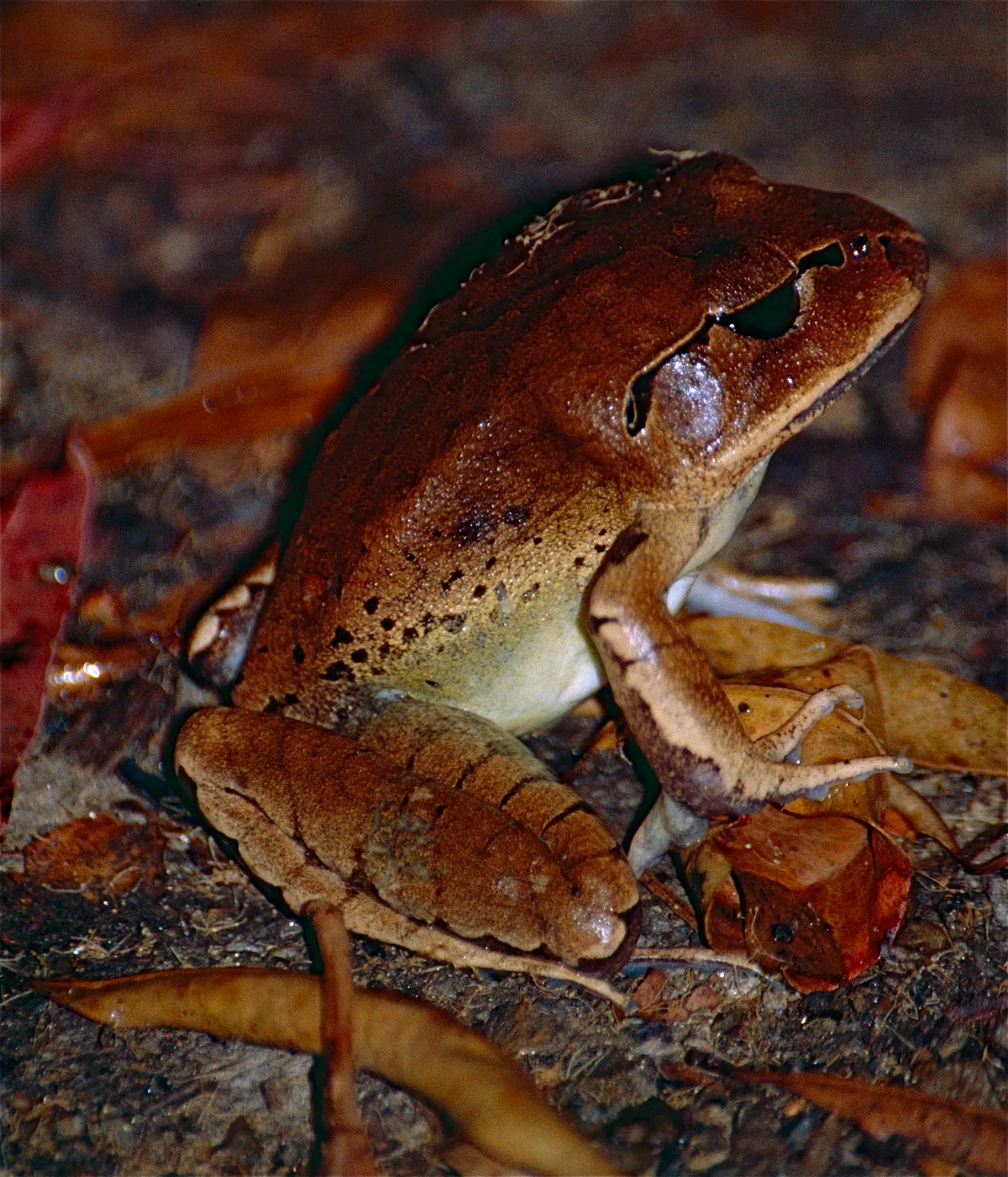 Great Barred Frog