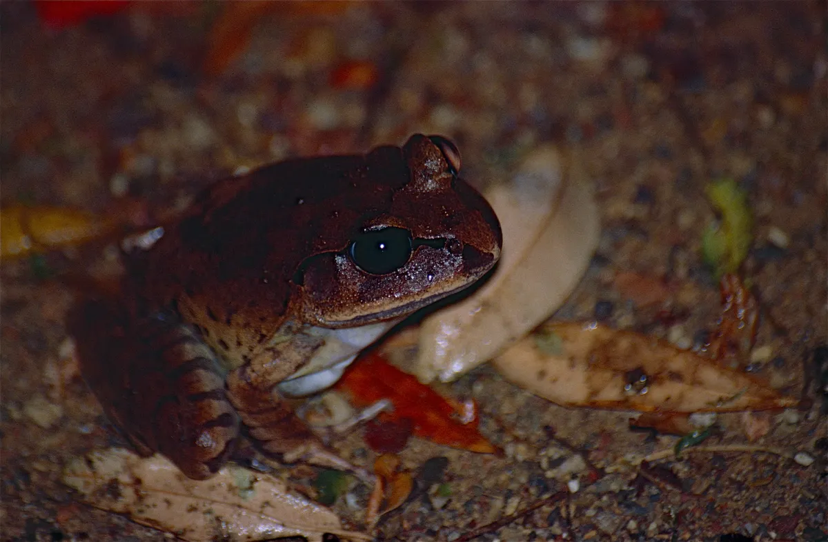 Great Barred Frog