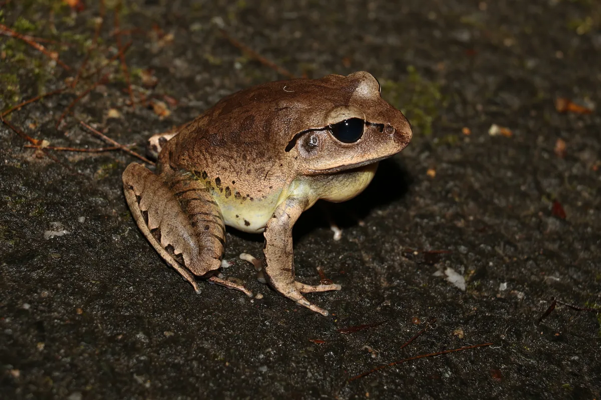 Great Barred Frog