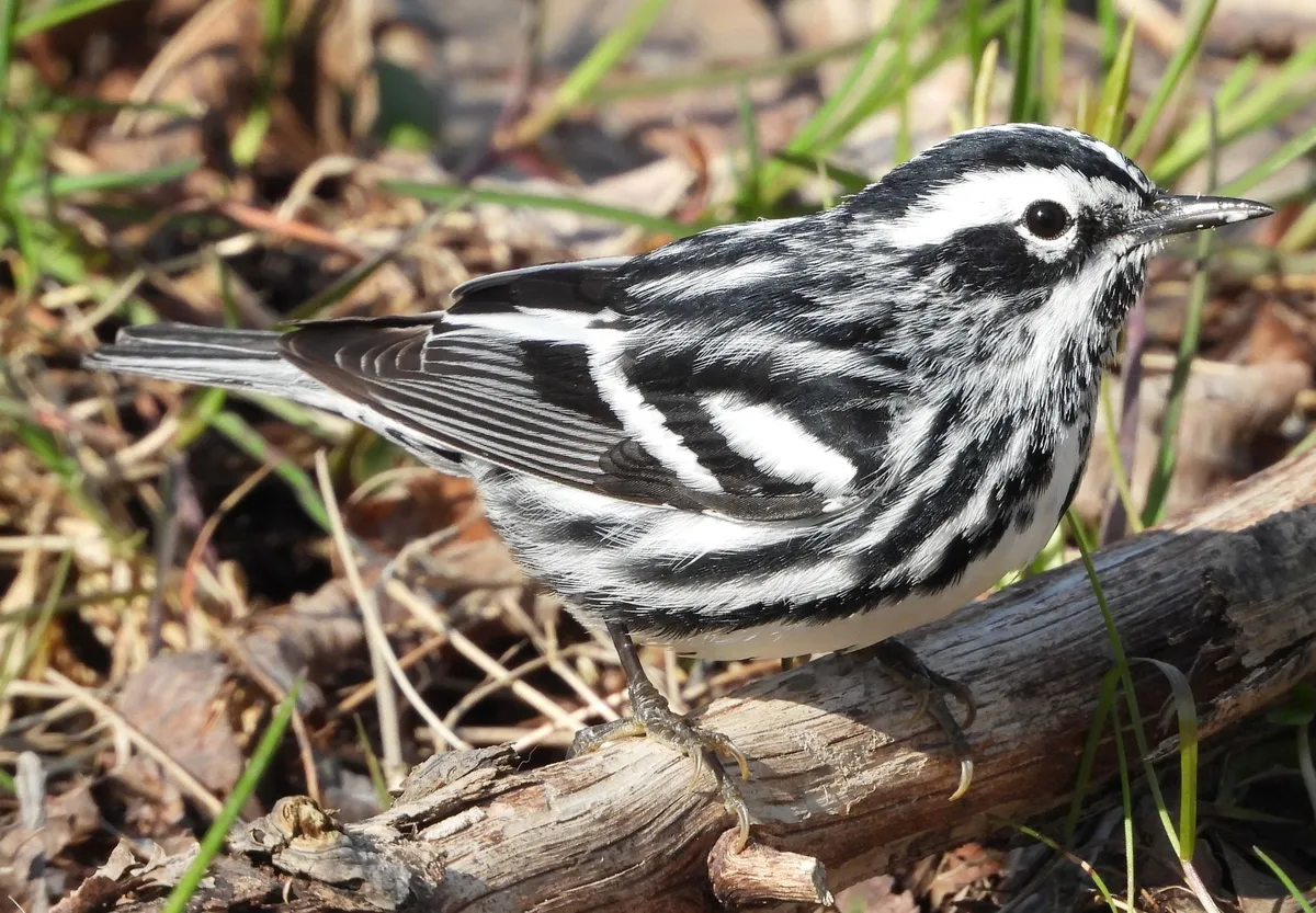 Black-and-white Warbler