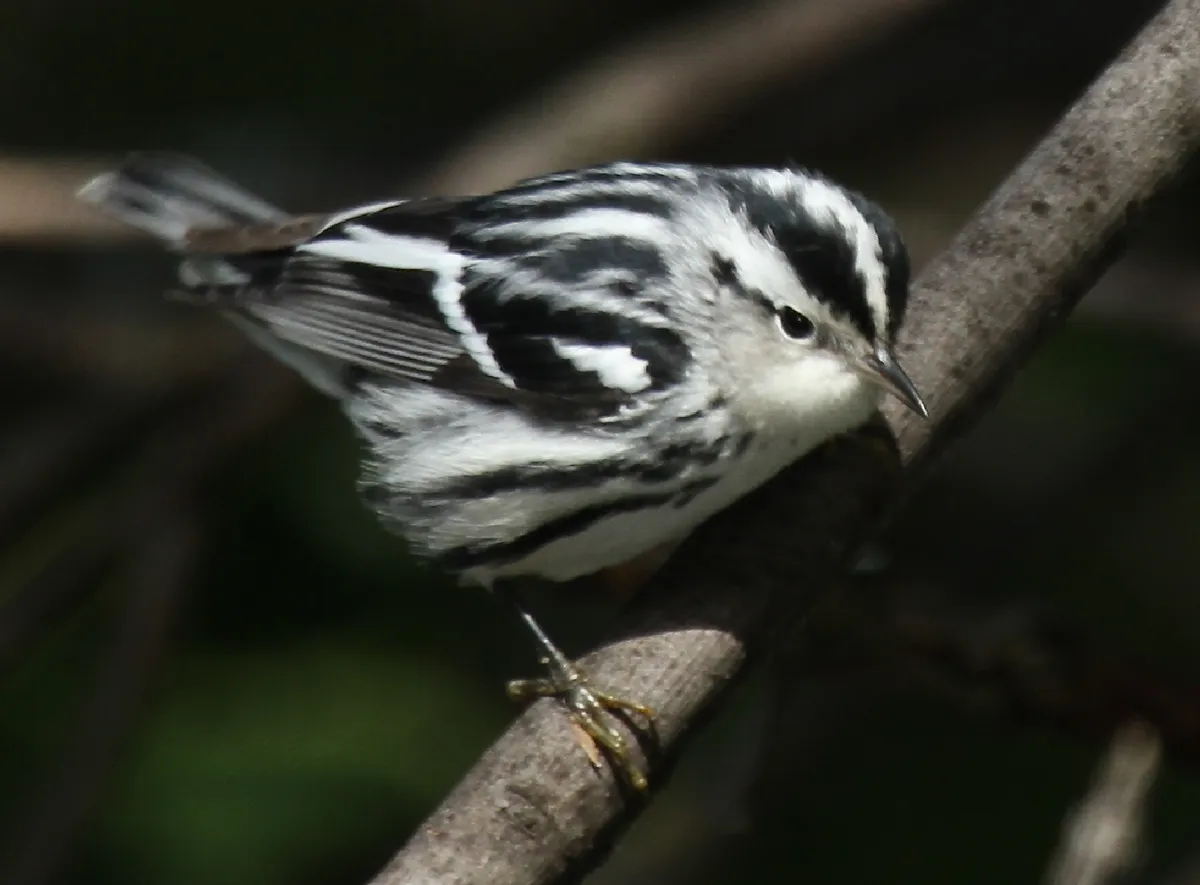 Black-and-white Warbler