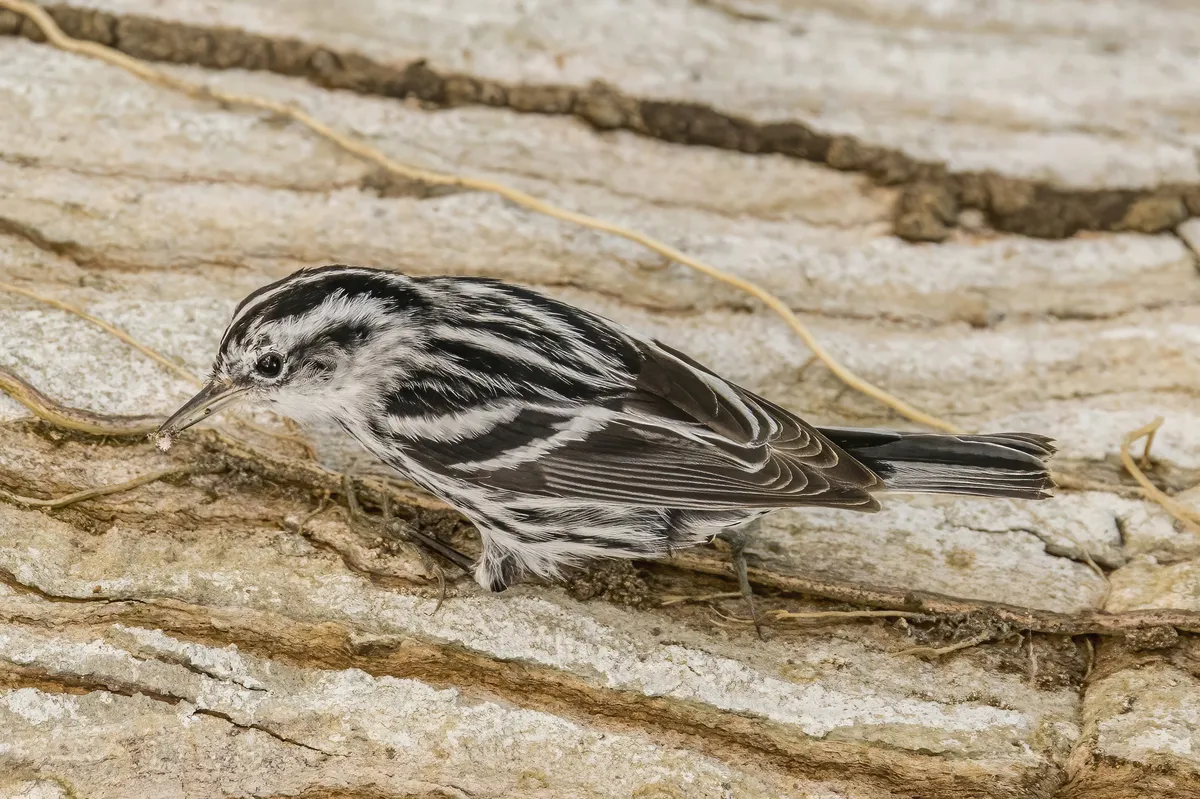 Black-and-white Warbler