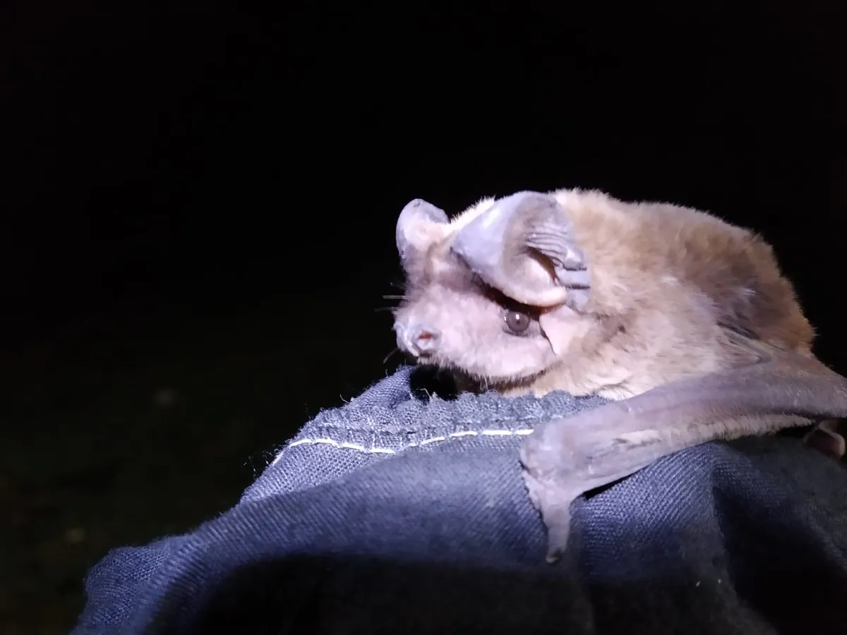 Velvety free-tailed bat