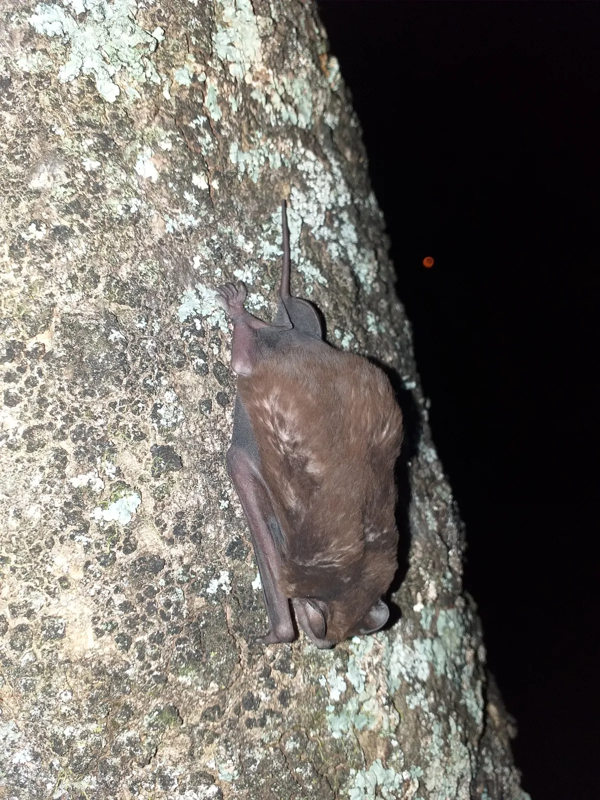Velvety free-tailed bat