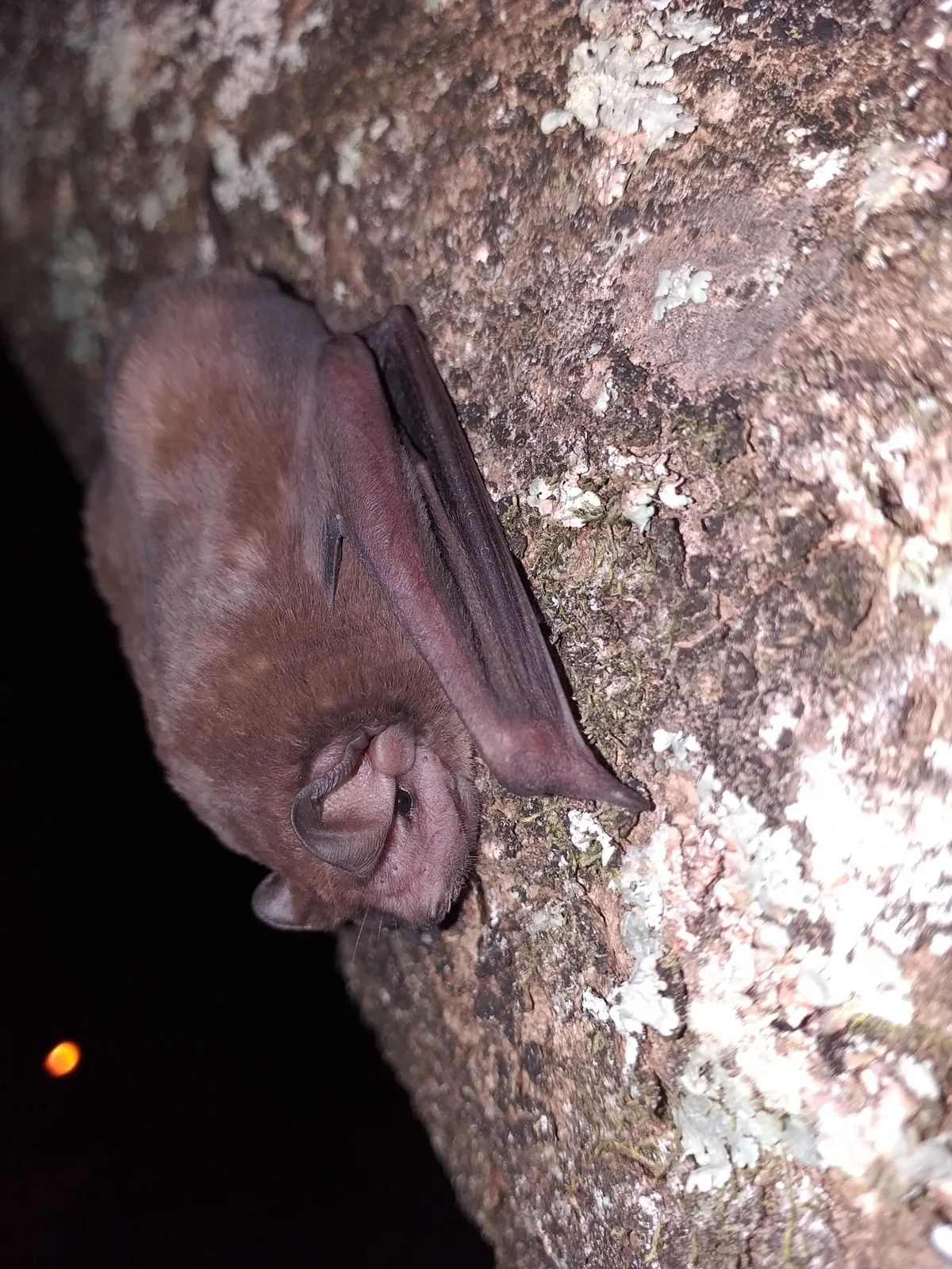 Velvety free-tailed bat