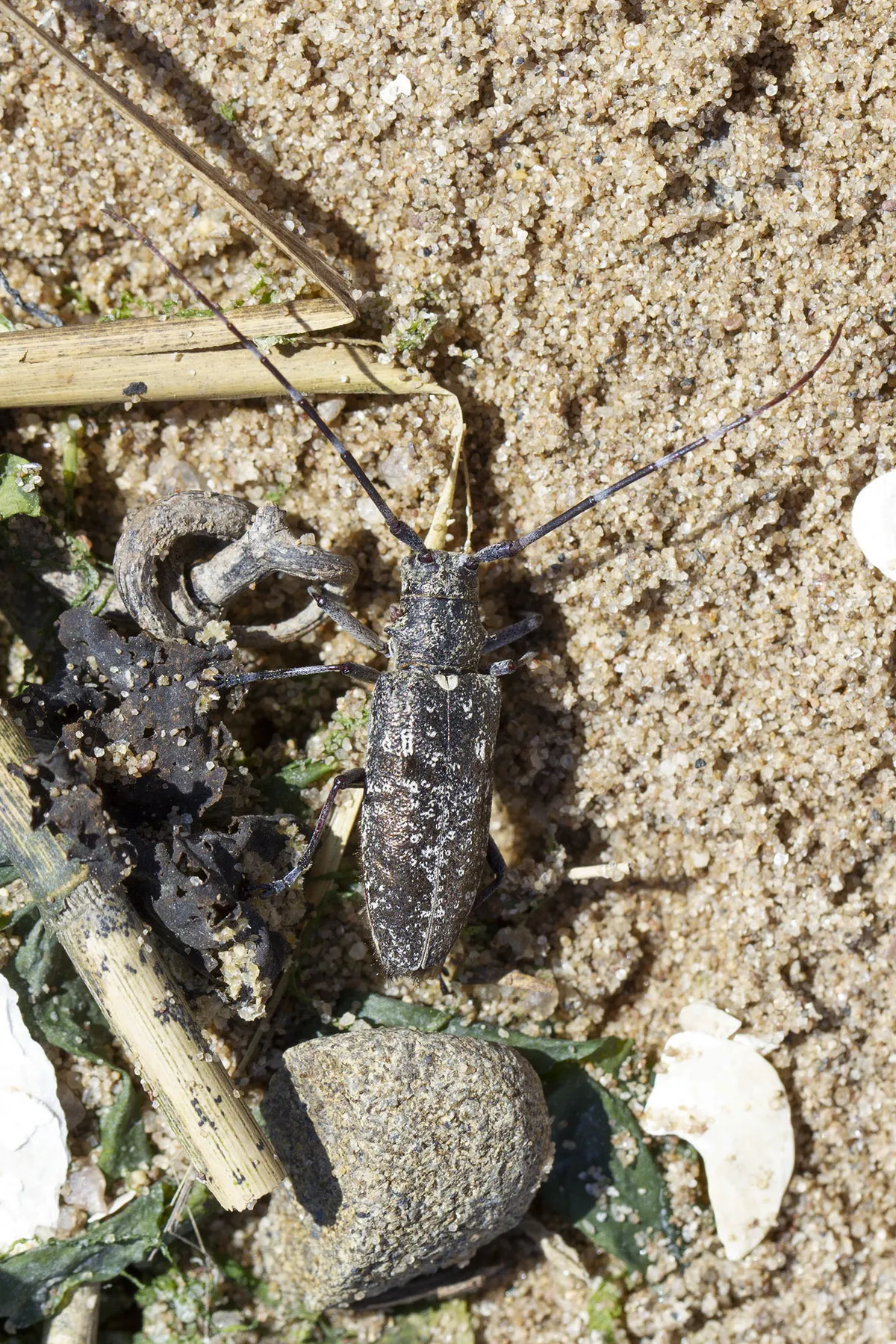 Monochamus scutellatus