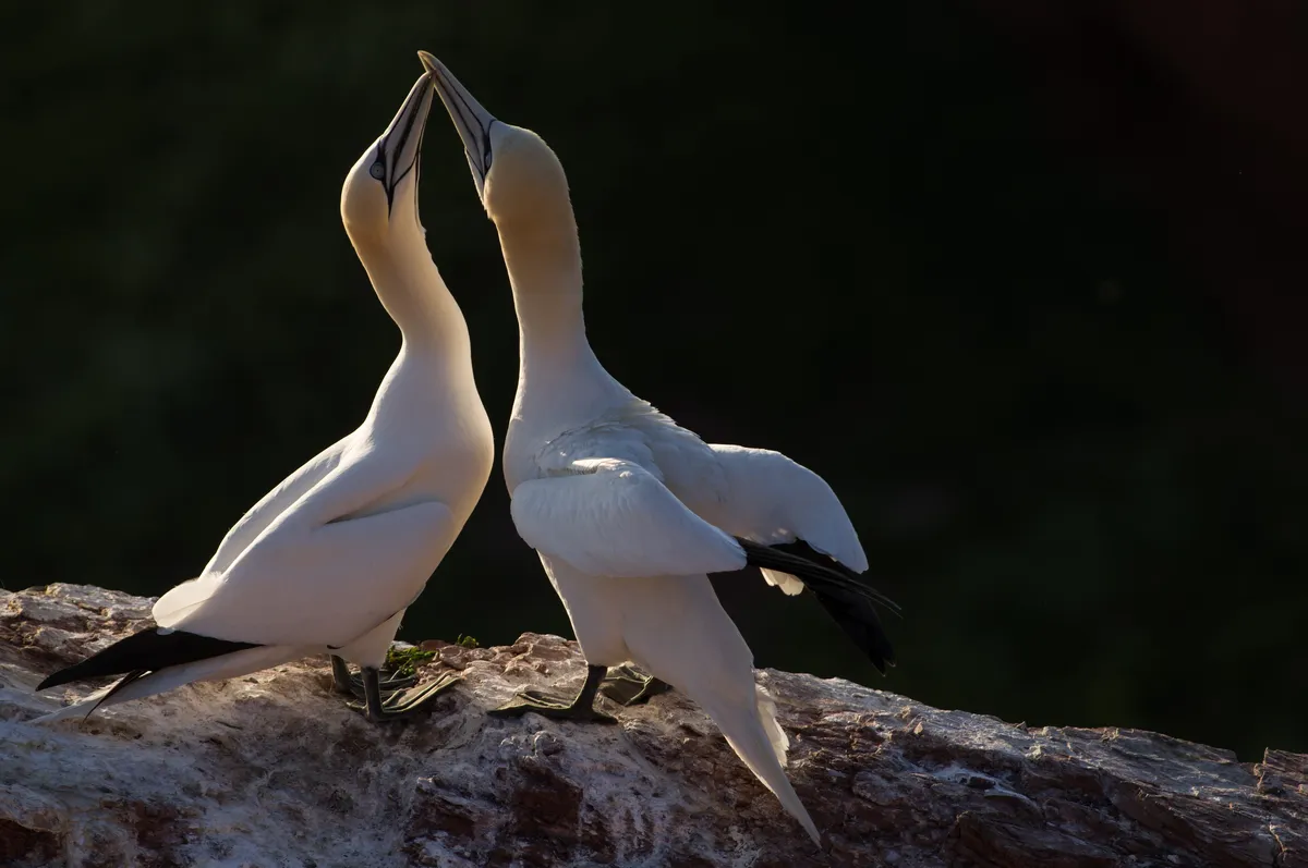 Northern Gannet