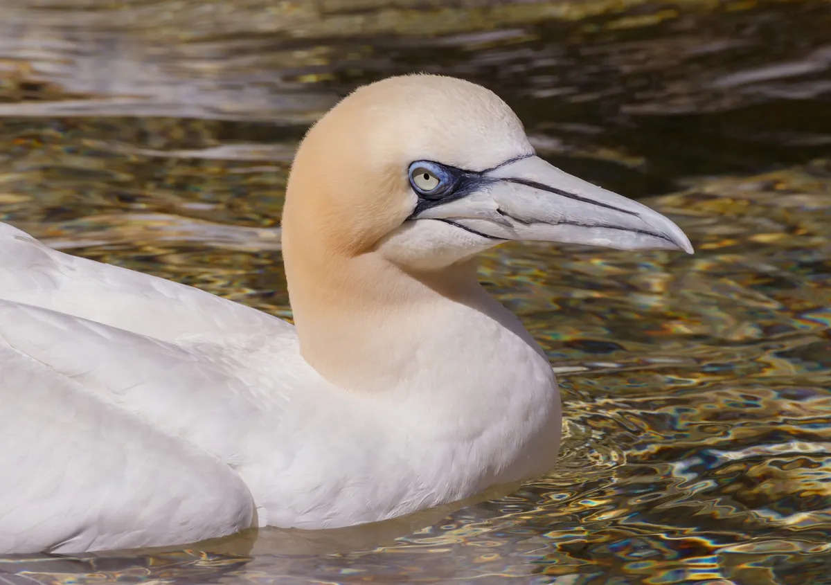 Northern Gannet
