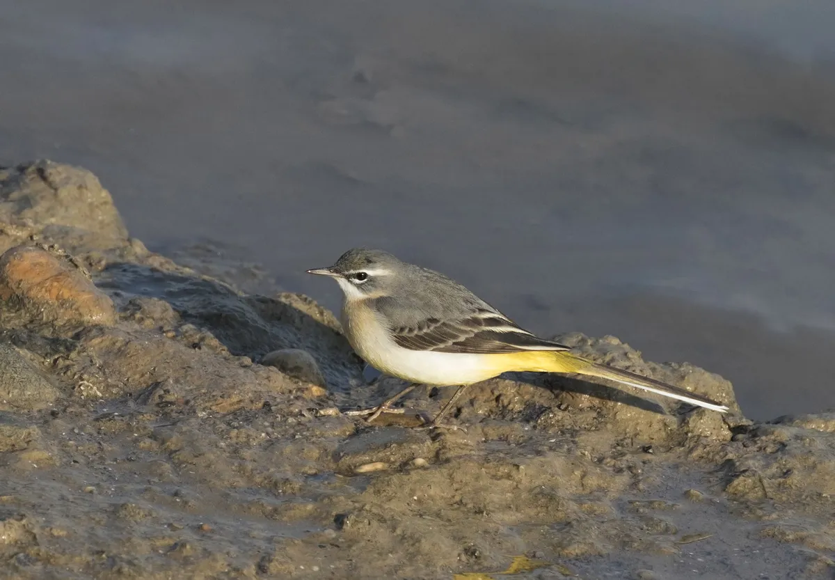 Lavandera Cascadeña