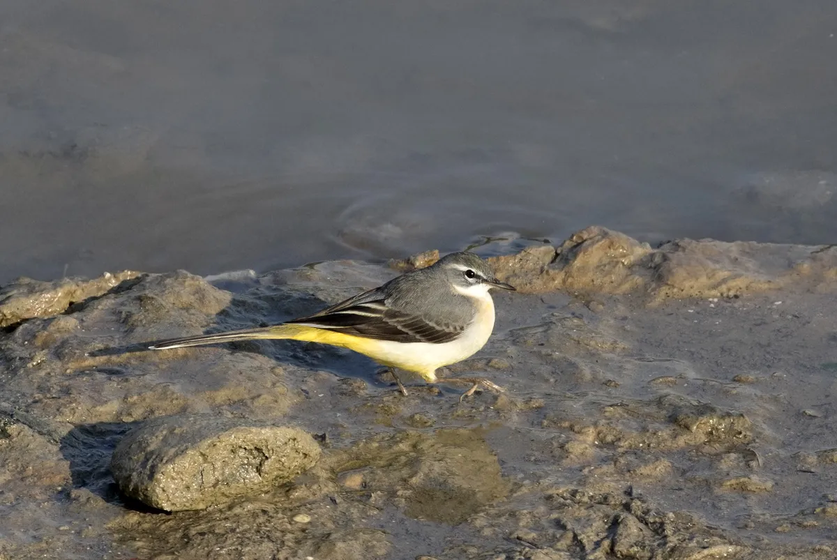 Lavandera Cascadeña