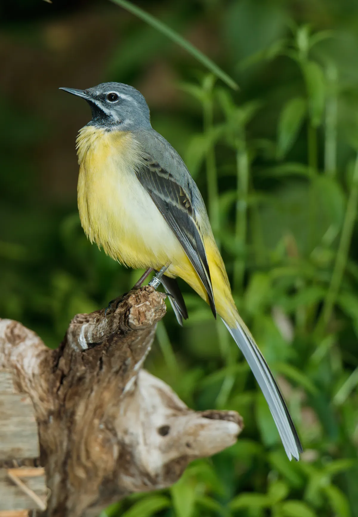 Lavandera Cascadeña