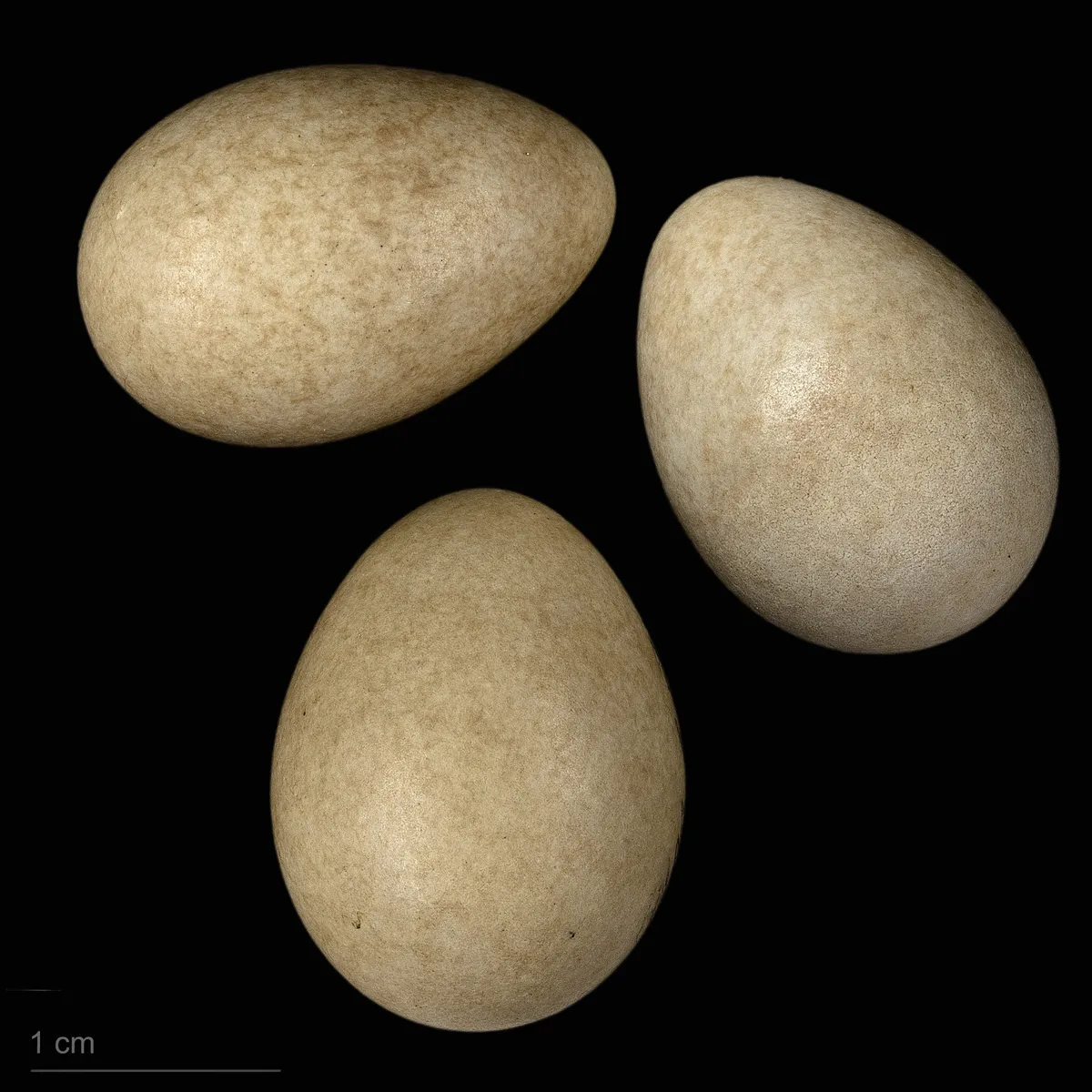 Lavandera Amarilla Occidental