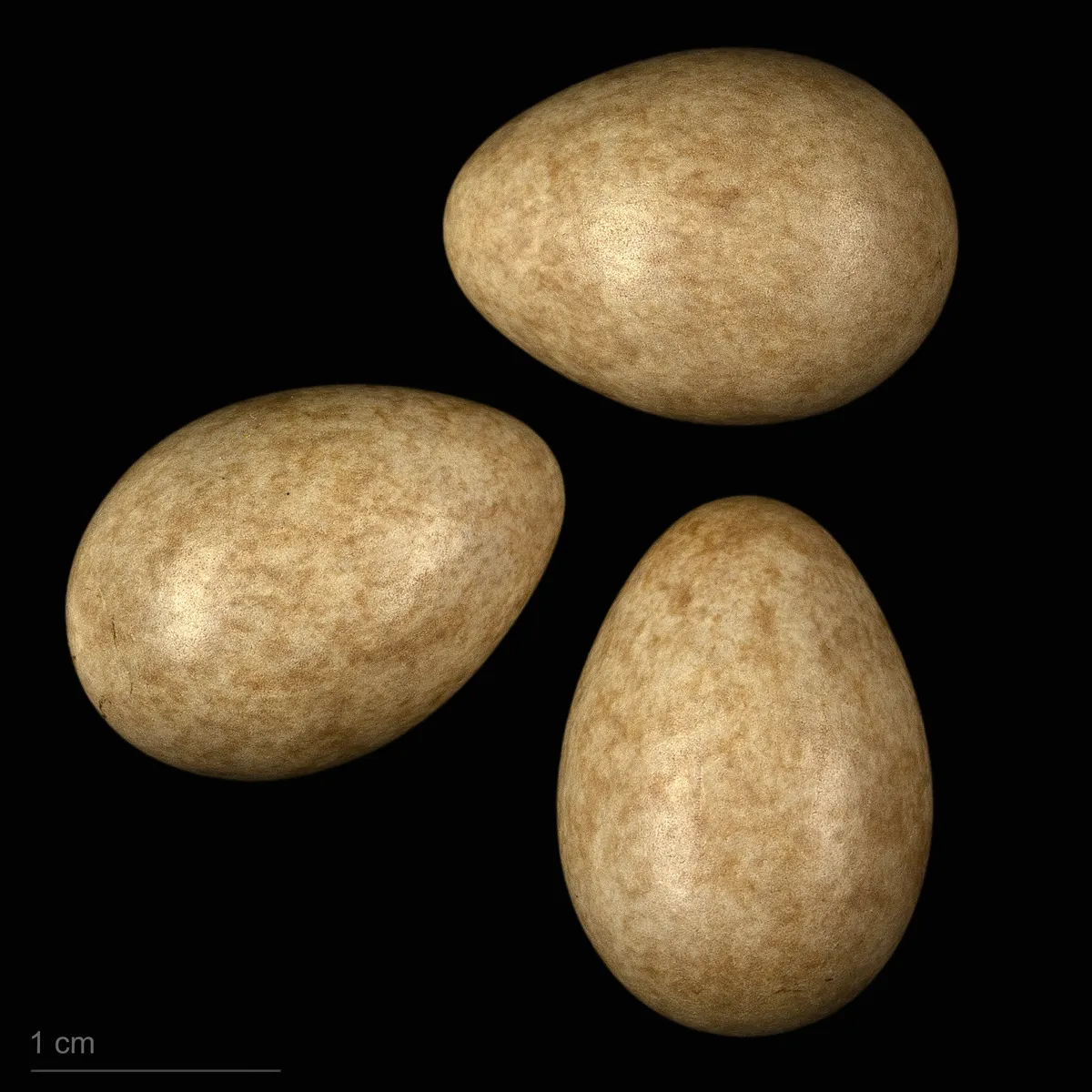 Lavandera Amarilla Occidental