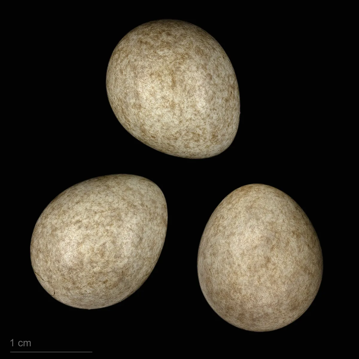 Lavandera Amarilla Occidental