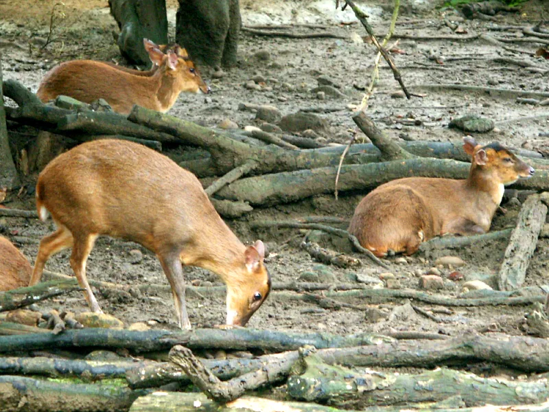 Chinese Muntjac