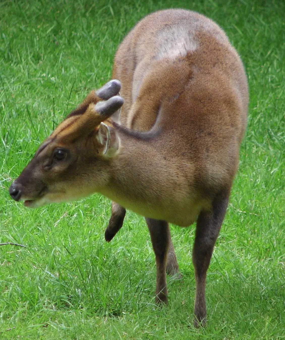Chinese Muntjac