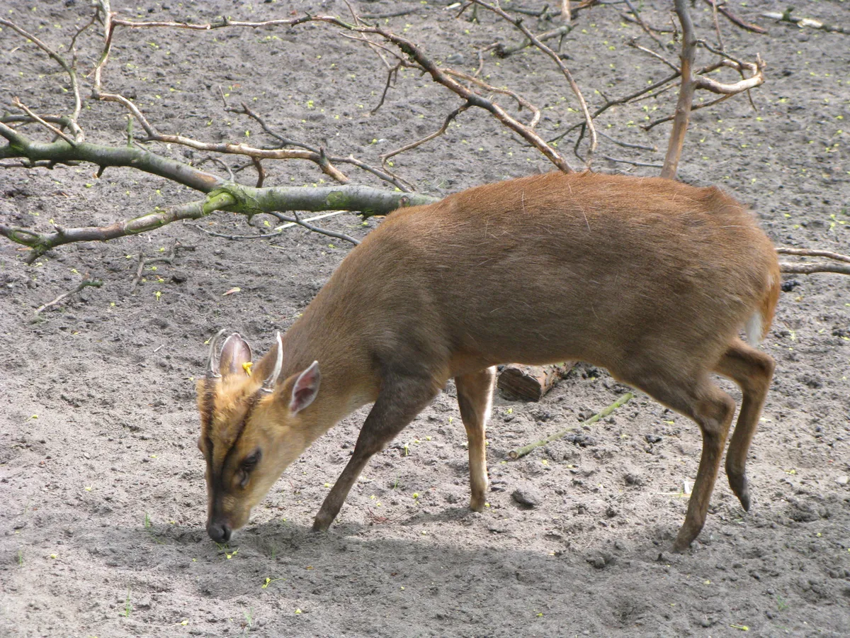 Chinese Muntjac