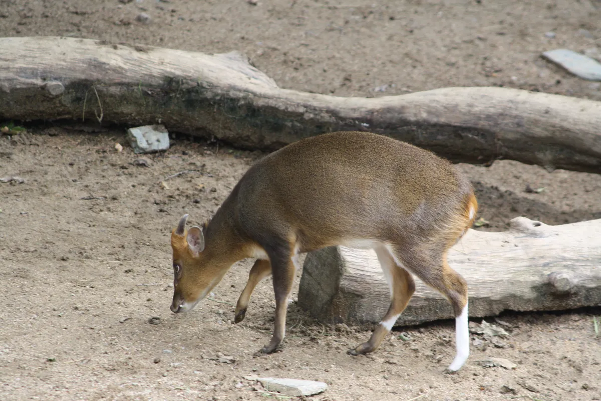Chinese Muntjac