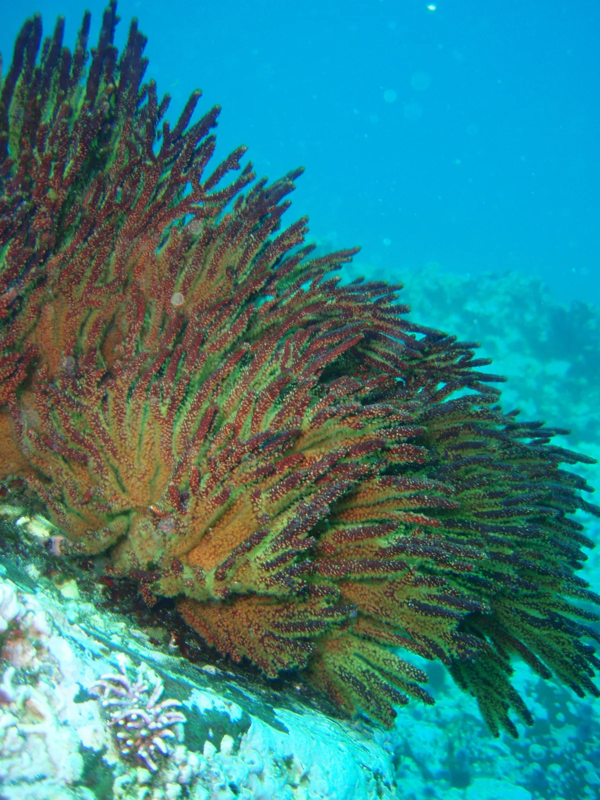 Coral Gorgonia de California