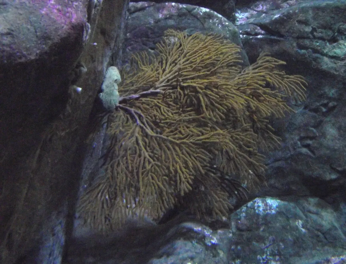 Coral Gorgonia de California