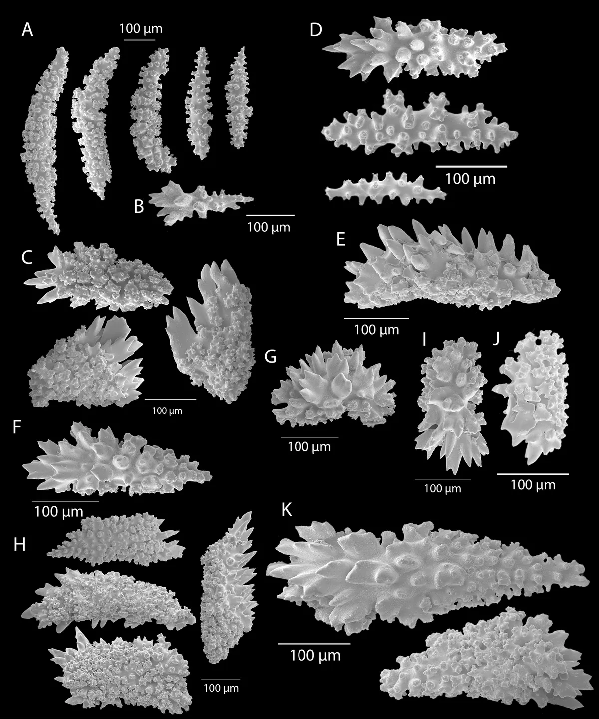 Coral Gorgonia de California