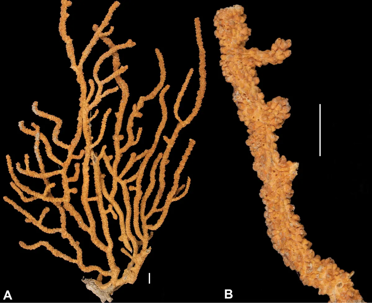 Coral Gorgonia de California