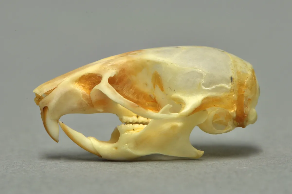 Ratón del Mediterráneo Occidental