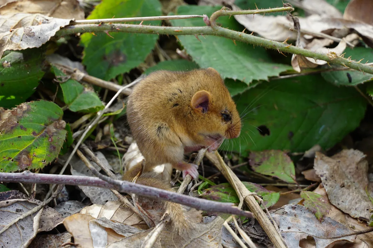 Hazel Dormouse