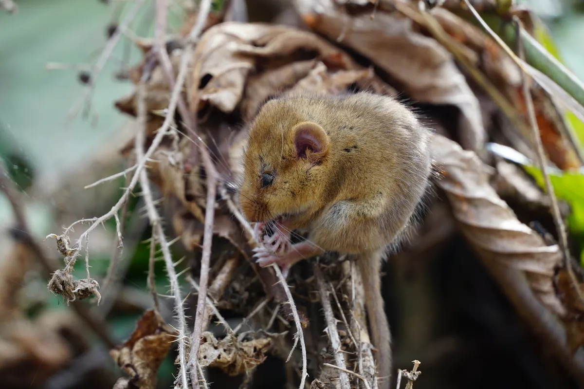 Hazel Dormouse