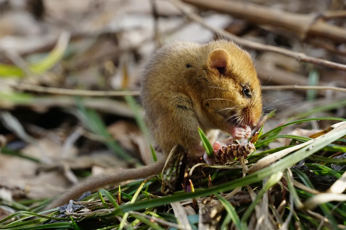 Hazel Dormouse