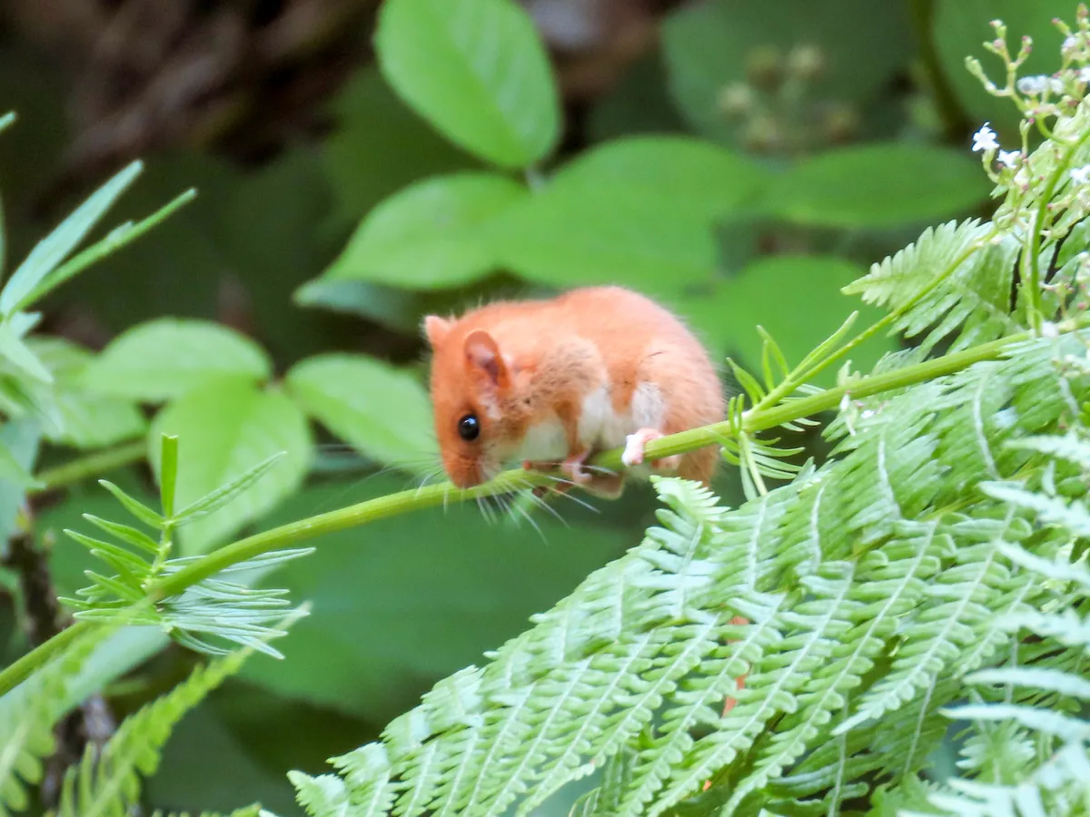 Hazel Dormouse