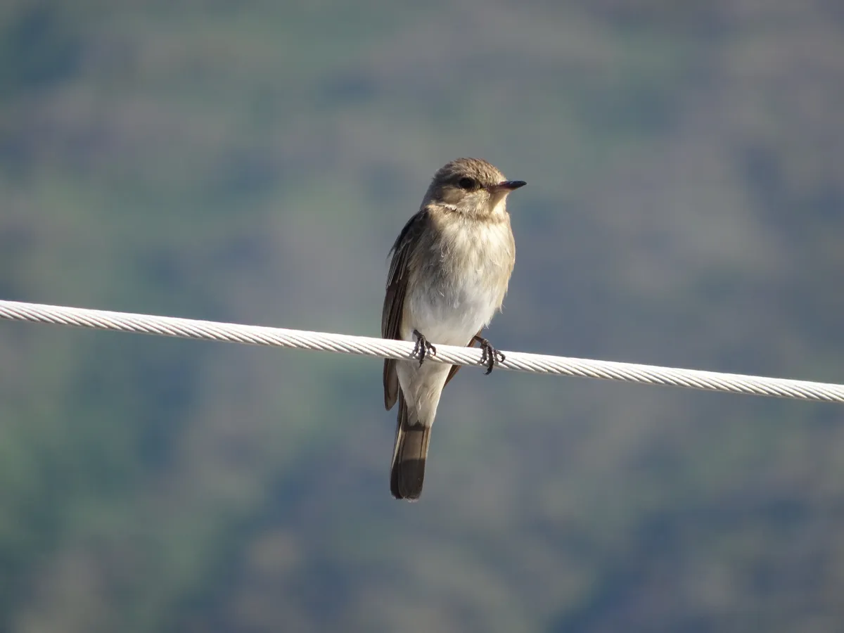 Spotted Flycatcher