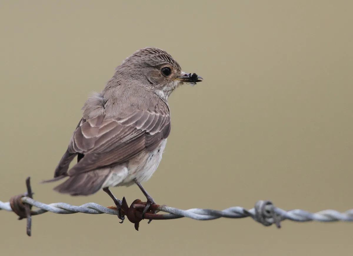 Spotted Flycatcher