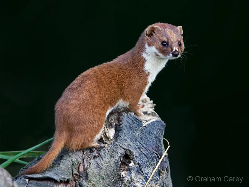 Least Weasel