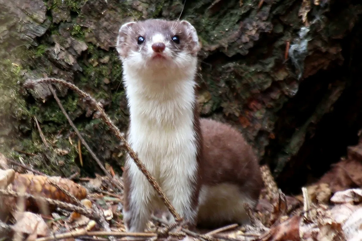 Least Weasel