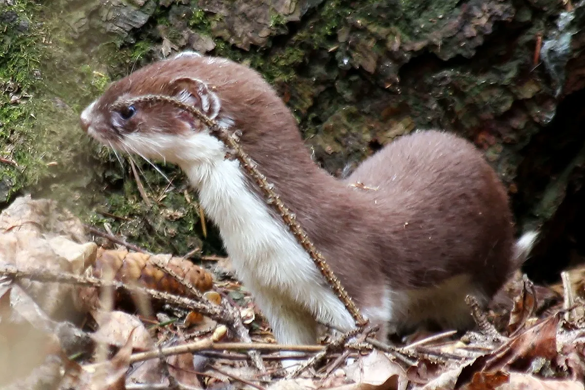Least Weasel