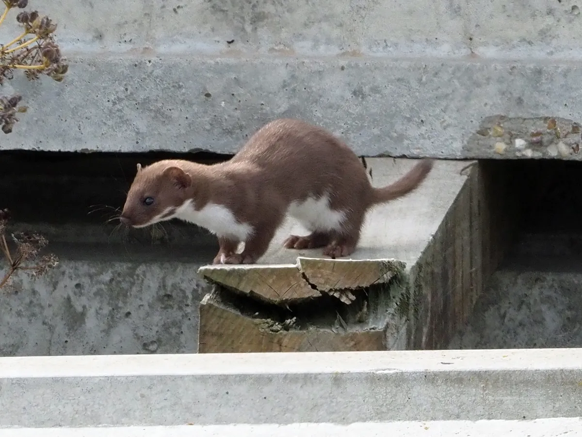 Least Weasel