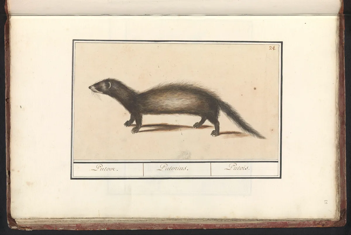 European Polecat