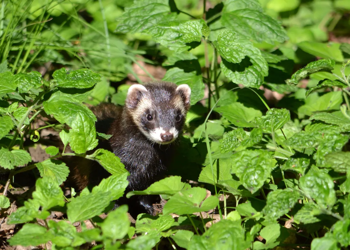 European Polecat