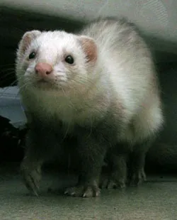 European Polecat