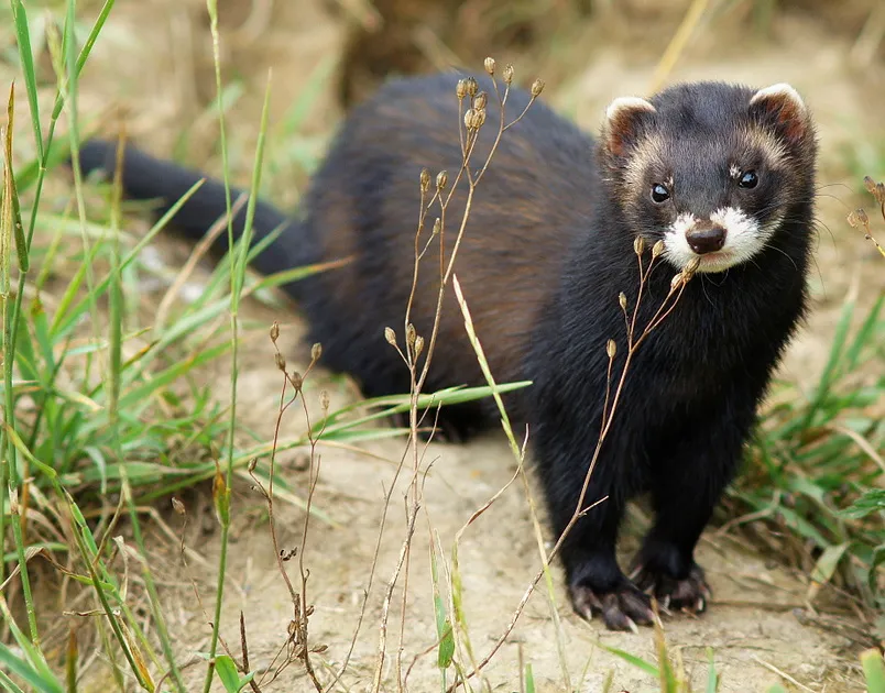 European Polecat