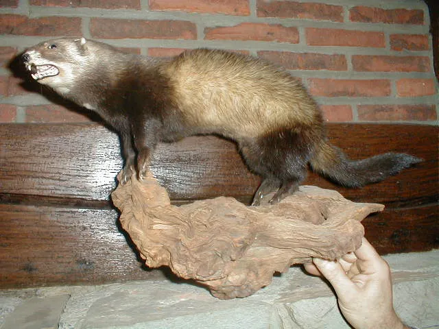 European Polecat