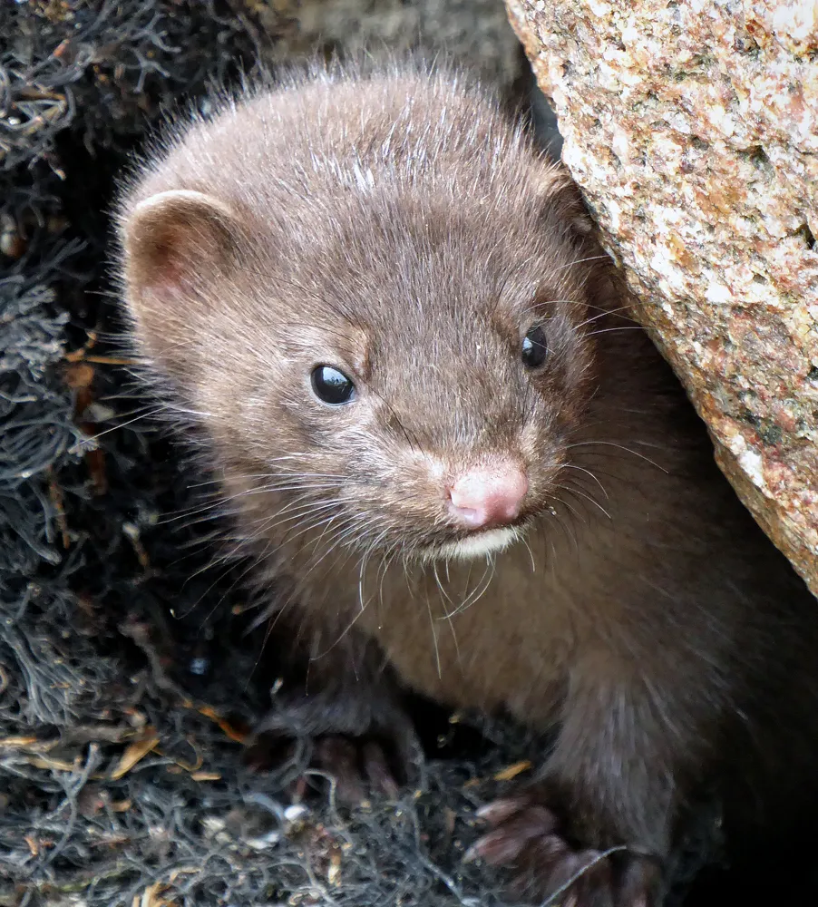 American Mink